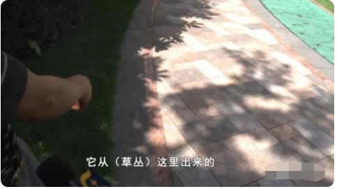 物业都说抓不完!南宁一小区惊现眼镜蛇银环蛇,养猫养狗能防蛇吗