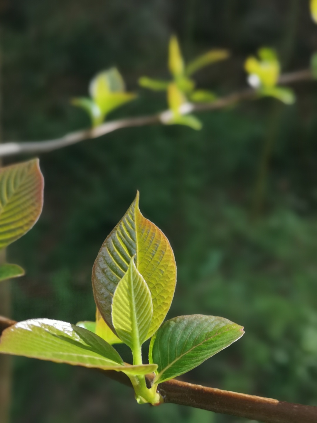 竹林深处探宝——只为了那一棵黄精