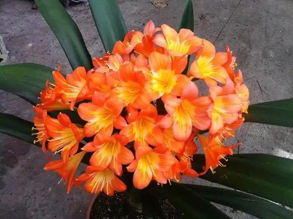 君子兰心烂了怎么办必须剪头吗,君子兰烂心砍头正确方法