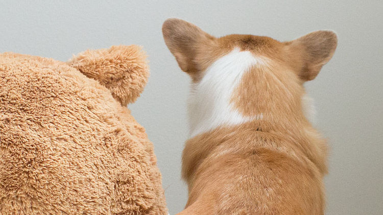 柯基十大优缺点,柯基智身价