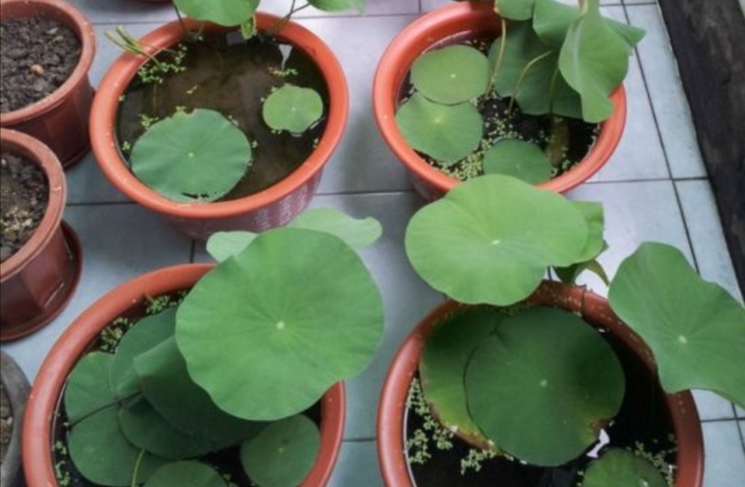 碗莲怎么养才能年年开花,碗莲怎样养开花好