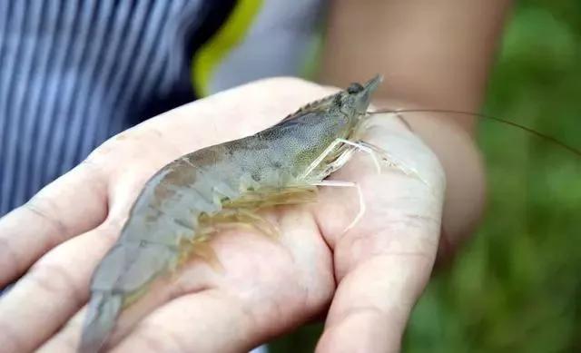 对虾出现空肠空胃原因及解决办法,对虾空肠空胃用什么药好