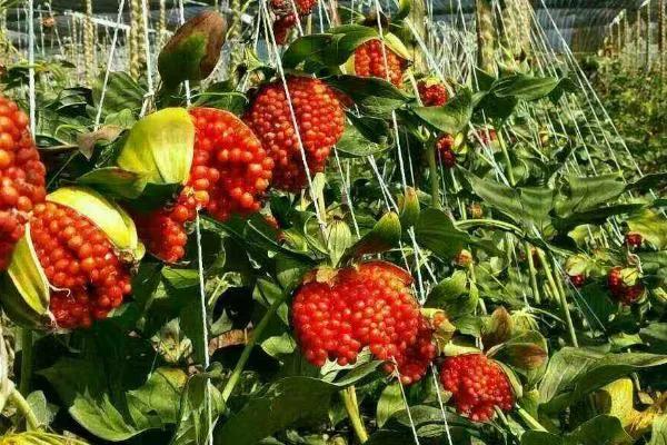 重楼中药材种植业前景分析,种重楼药材的前景如何