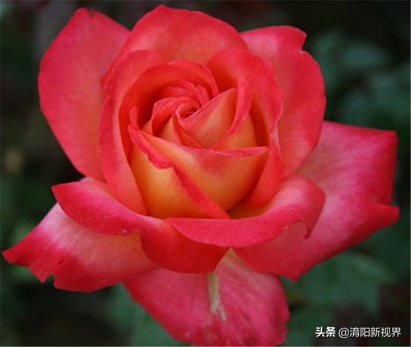 月季创新造型是什么,热门月季品种推荐图片欣赏