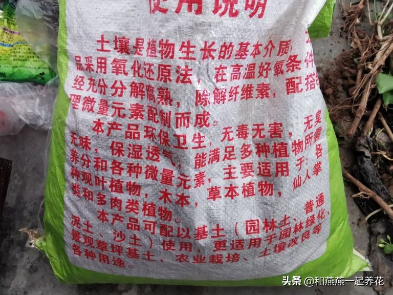 燕燕带你一步一步揭秘为什么花市买的茉莉花不换盆养不活