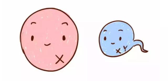 科学揭秘胎儿性别形成过程,可以决定胎儿性别的科学手段