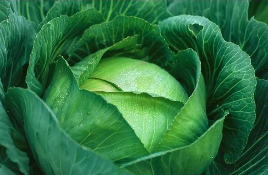 德国和东北离得那么远，他们的酸菜却吃起来差不多？