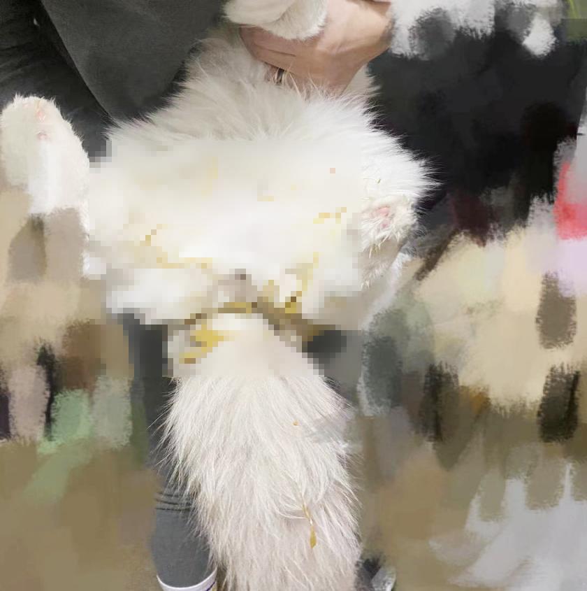 猫咪患ibd慢性肠炎怎么治疗,猫咪肠胃炎之后总是软便怎么调理