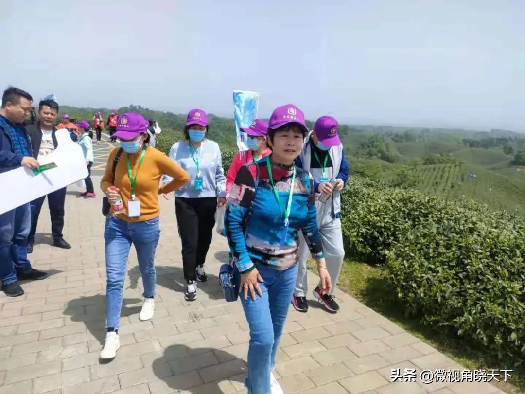 带你看看信阳的茶山美景,信阳浉河茶山直播