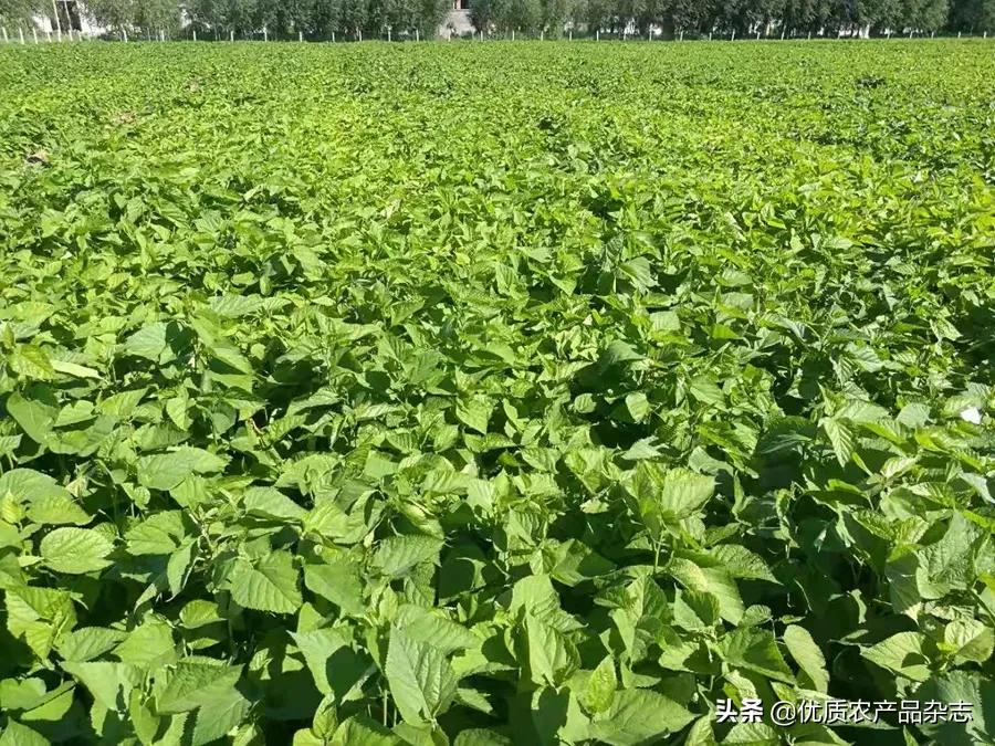 果桑产业高效生态发展模式开发,果桑产业新模式