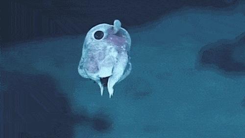 章鱼为何会以自杀的方式繁殖?明明可以称霸海洋,却“英年早逝”