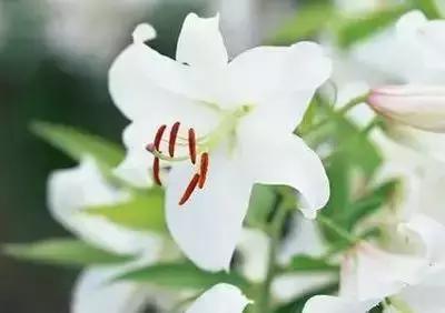 100种花的英文和花语是什么,100种花的花语以及送花礼仪分享