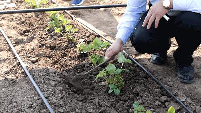 草莓育苗的基本原理及技术,草莓育苗最好的方式是什么