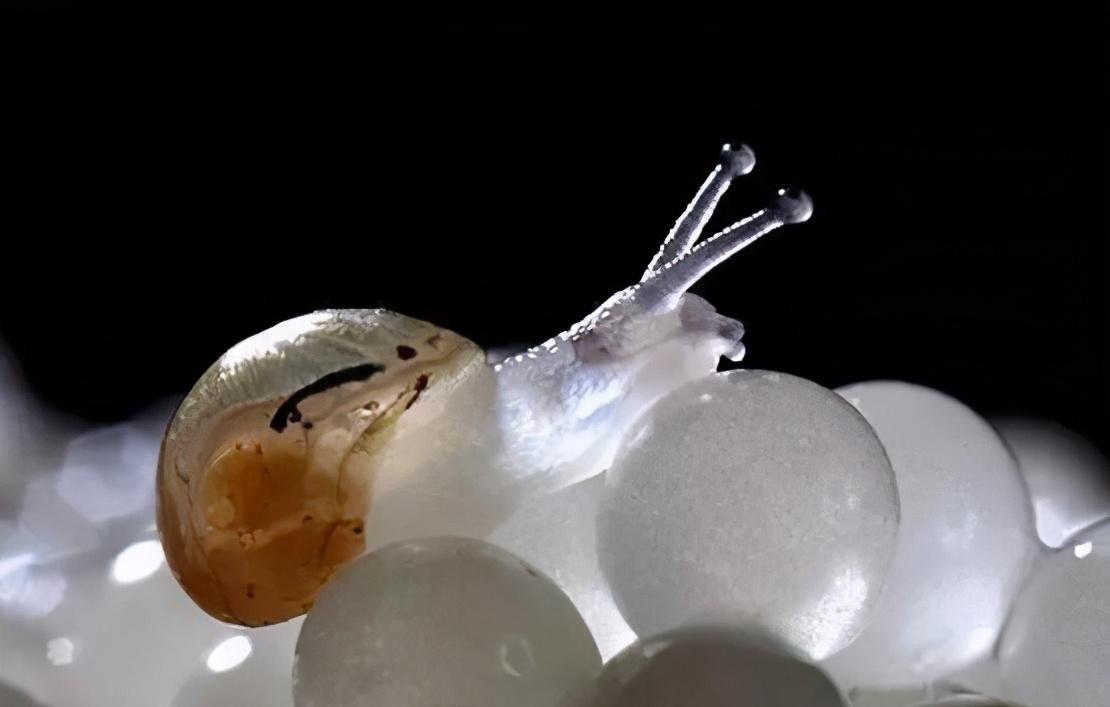 7月1日，海关通报截获29只寄往北京的活体盖罩大蜗牛！危害有多大