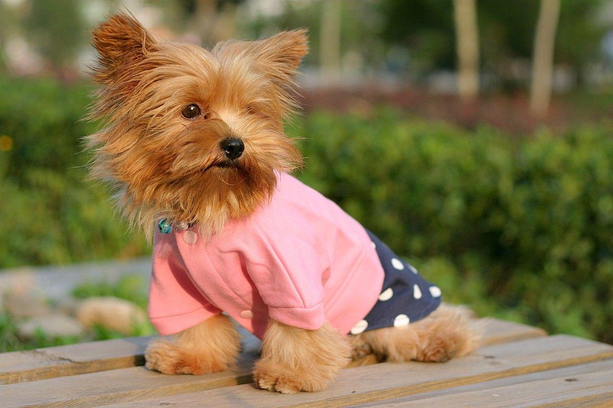 最聪明的十大狗狗品种介绍,史上最全的狗狗品种记得收藏