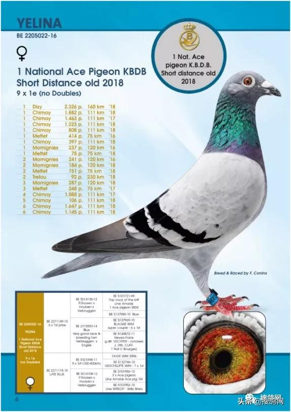 kbdb鸽王总冠军,kbdb鸽王每年评选多少个