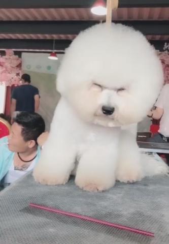戈赞：狗狗修毛时犯困竟然被修成了这样
