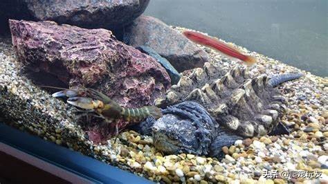 龟误食石子怎么办,龟吃小石头怎么办