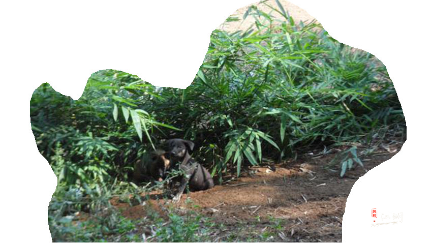 果断徒步旅行记,旅行日记户外徒步登山