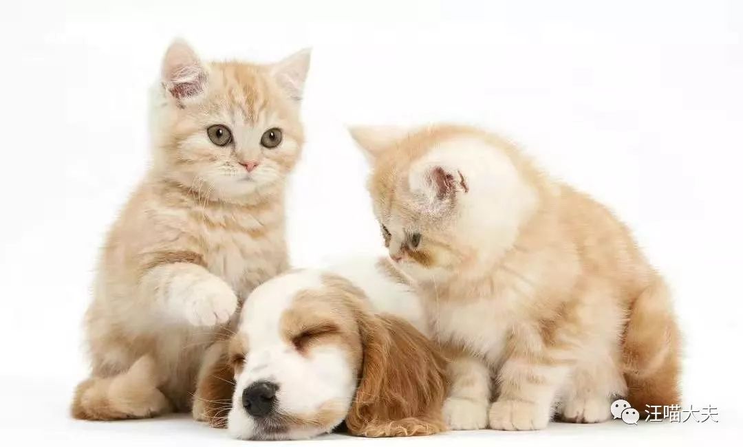 哈兽研再爆布病感染者！你对谈之色变的“布病”到底了解多少？