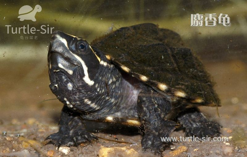 麝香龟腐皮了怎么办,斑点池龟腐皮怎么治