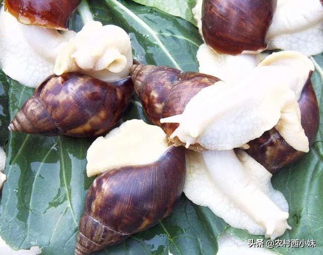 闄勮繎铚楃墰鍏绘畺,铚楃墰鍏绘畺鍩哄湴