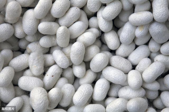 蚕病防治技术100问,蚕的防治方案