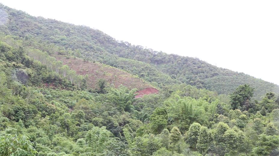 老徐谈茶138期,老徐谈茶冰岛茶特点