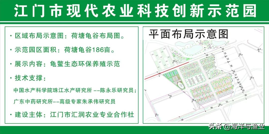 10万以上的龟,荷塘龟谷在线养龟