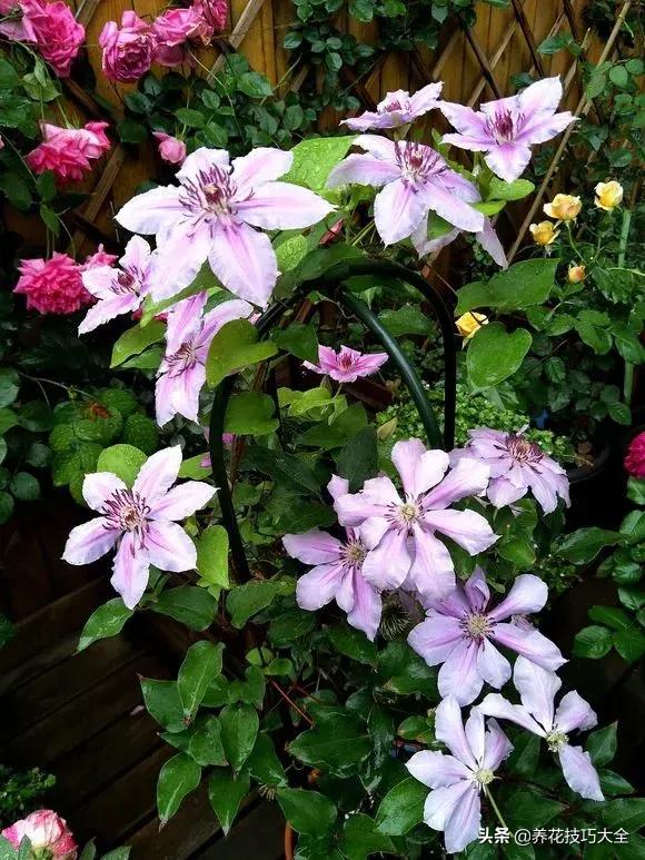这十种爬藤花一开就是三年,3种极品爬藤花30天爬满庭院农村