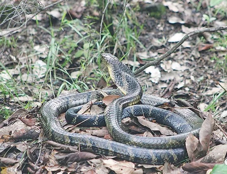 陆栖毒蛇毒性排行,毒蛇毒性分类