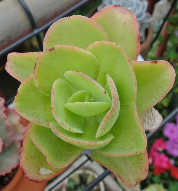 1000种多肉植物图鉴大全大图,景天科1000种多肉植物图鉴