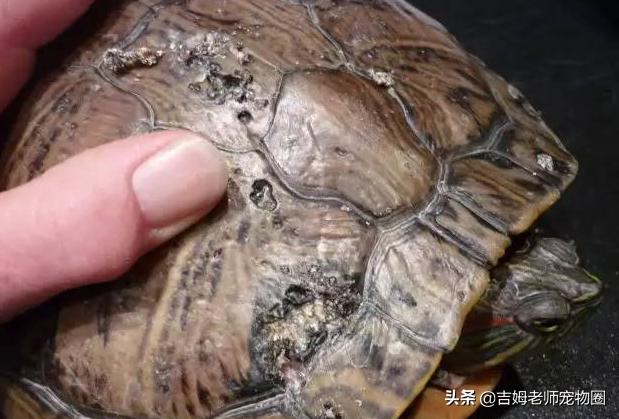 如何预防幼龟一般常见疾病,宠物龟常见疾病与治疗方法图片