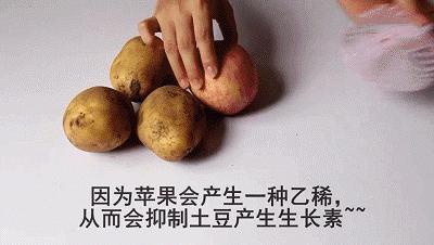 发芽的土豆炒熟了还有毒吗,土豆发芽可以吃吗有毒吗