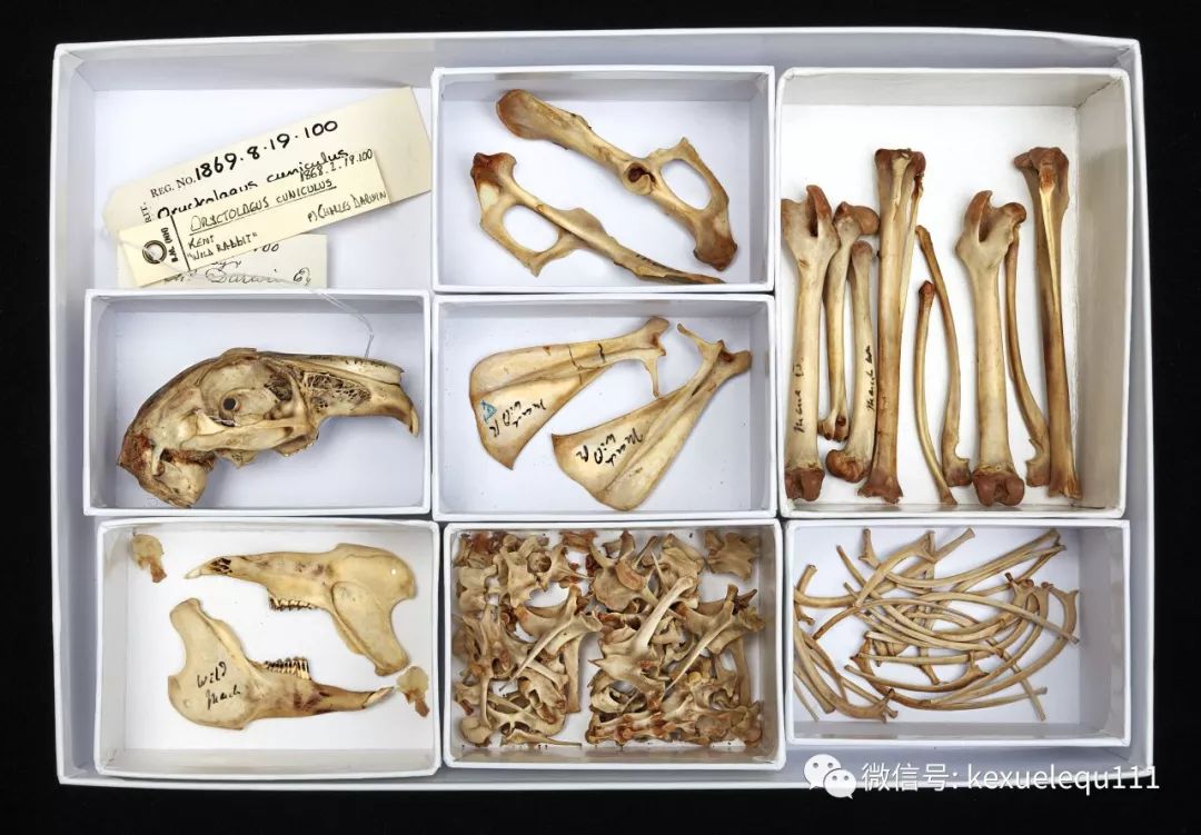 杀死一只兔子的预兆,杀死兔子的方法