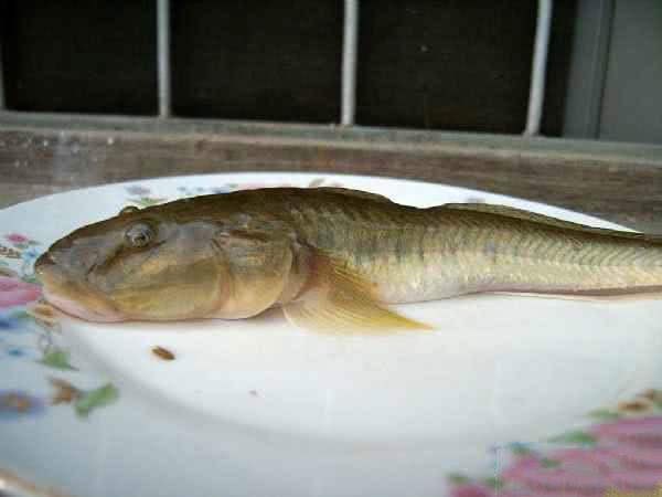 野钓各种鱼吃饵,新手野钓鱼食