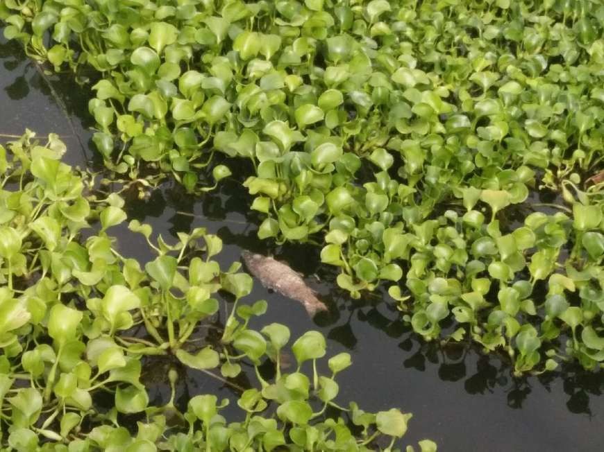 水葫芦防治与危害,怎样防止水葫芦泛滥