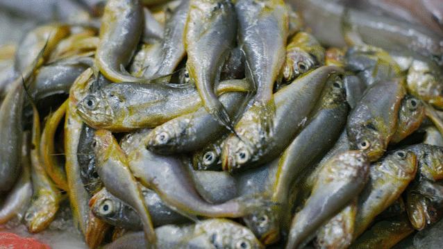 中国四个海哪个海海鲜好吃,渤海还是黄海的海鲜好