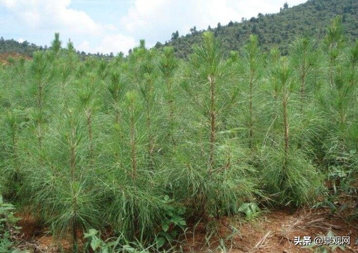 绿化工程苗木价格是怎么算的,绿化定额规定及苗木价格