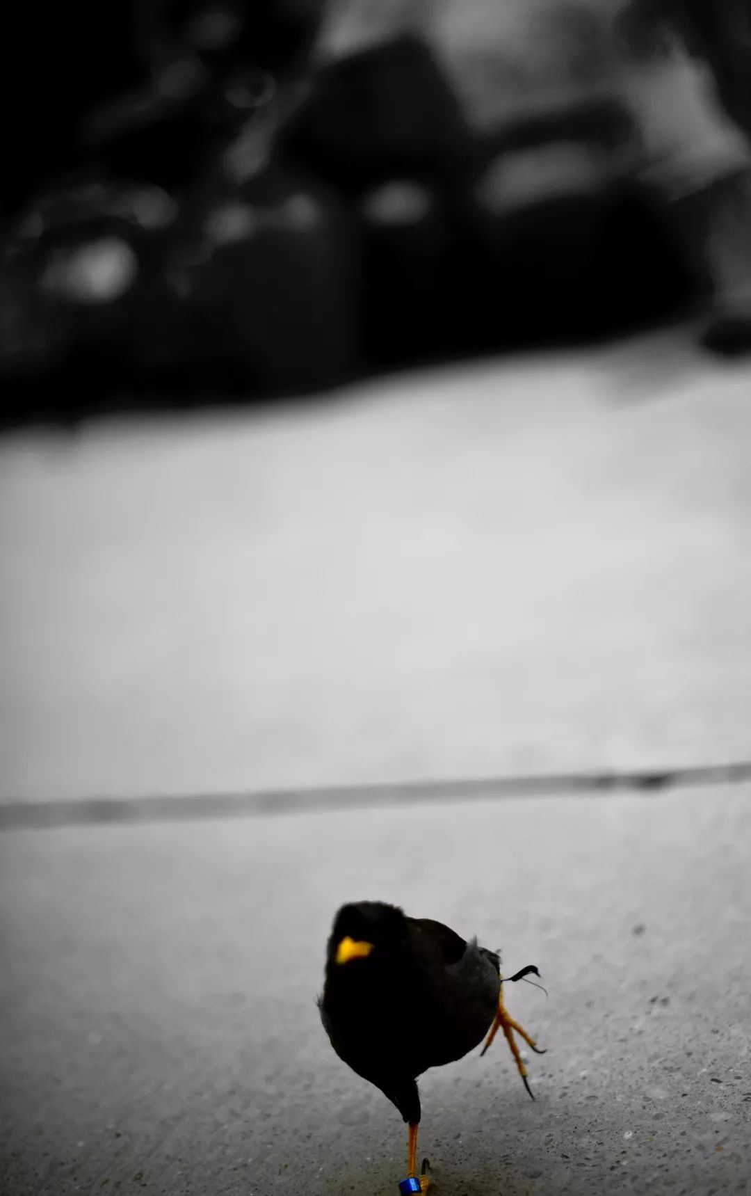 新疆炫富方式是什么,新疆喀什好种的花