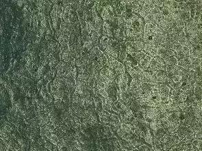 葡萄长锈斑图片,葡萄上有锈斑是什么品种