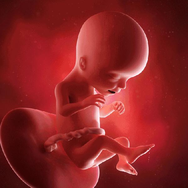 怀孕5个月不显怀体重也没长,孕早期胎儿发育迟缓是怎么回事