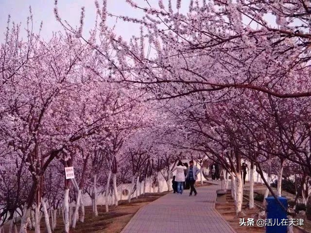 大“疫”灭清，天津2020赏花地图上线！