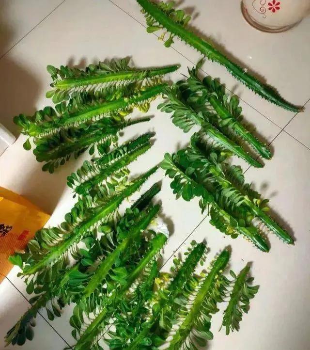 长了二十年的芦荟,龟背竹芦荟
