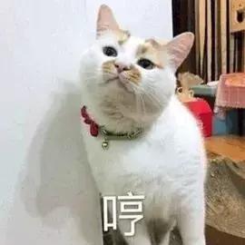 rain明星结婚了吗,金泰熙和rain婚礼花了多少钱