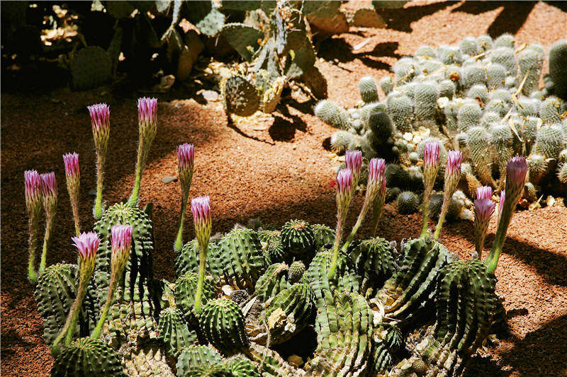 在摩洛哥隐藏于市井的拉巴特花园里，在当地人的回忆和渴望中，我看到了一个真正的摩洛哥