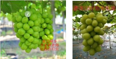 现在种植什么葡萄最赚钱,葡萄产业赚钱项目