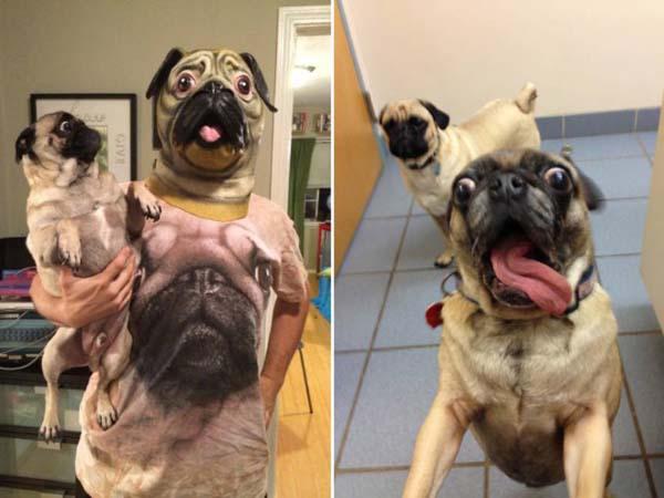 巴哥犬优缺点有哪些,忧郁巴哥