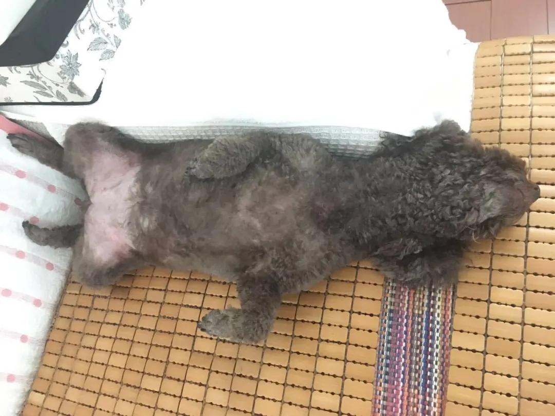 模仿狗狗睡姿,分享下你家狗子的睡姿