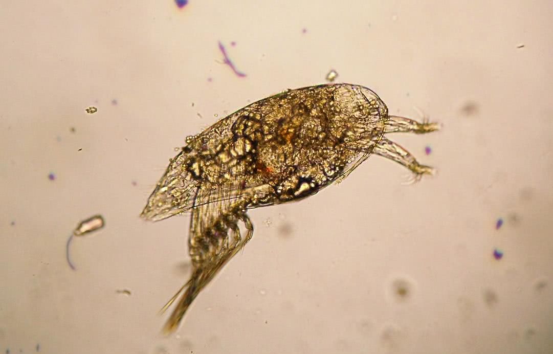 蛇为什么惧怕雄黄,有的蛇为什么不惧怕雄黄